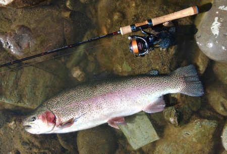 久しぶりの３０匹超え ～天竜川ルアーフライ専用区～